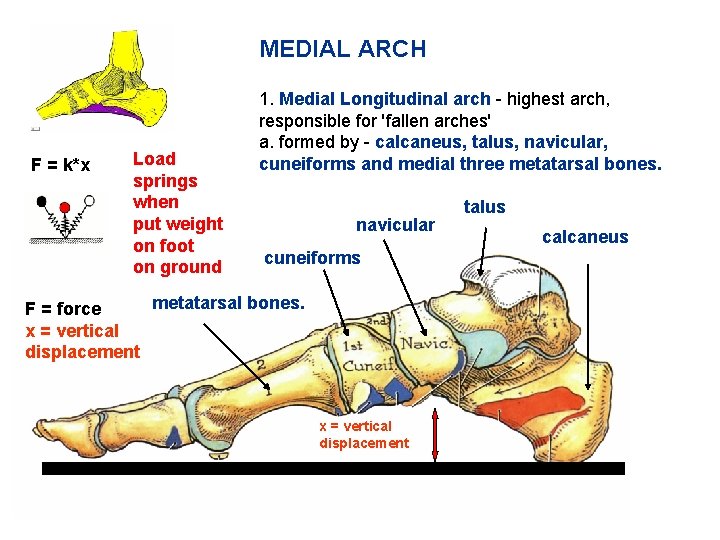 MEDIAL ARCH F = k*x Load springs when put weight on foot on ground