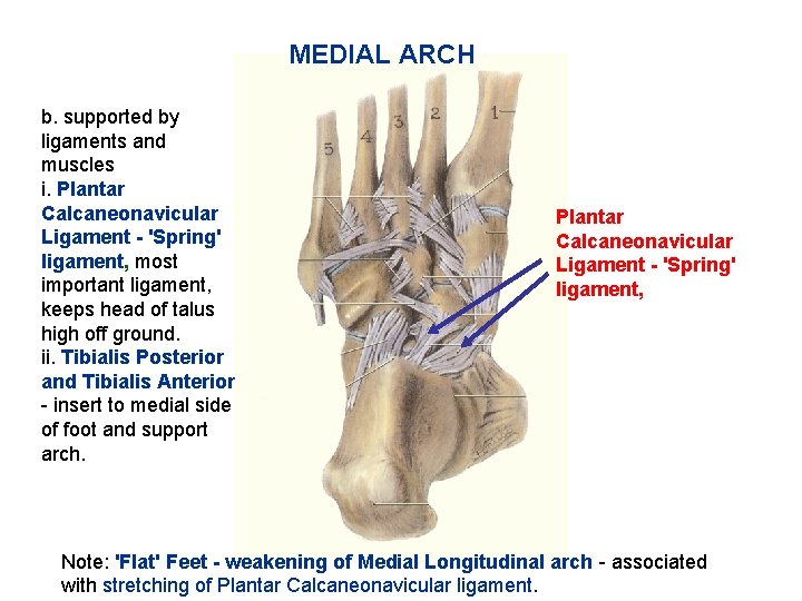 MEDIAL ARCH b. supported by ligaments and muscles i. Plantar Calcaneonavicular Ligament - 'Spring'