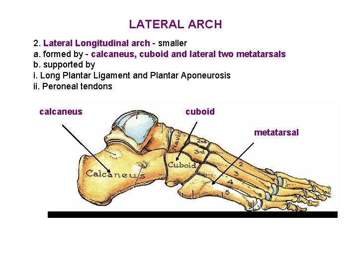 LATERAL ARCH 2. Lateral Longitudinal arch - smaller a. formed by - calcaneus, cuboid