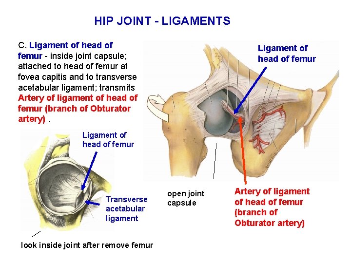 HIP JOINT - LIGAMENTS C. Ligament of head of femur - inside joint capsule;