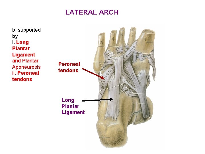 LATERAL ARCH b. supported by i. Long Plantar Ligament and Plantar Aponeurosis ii. Peroneal