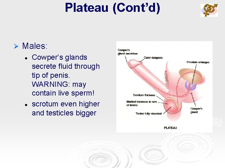 Plateau (Cont’d) Ø Males: l l Cowper’s glands secrete fluid through tip of penis.