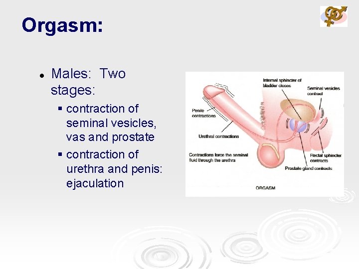Orgasm: l Males: Two stages: § contraction of seminal vesicles, vas and prostate §
