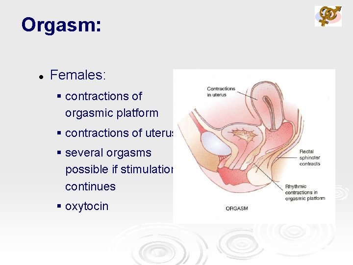 Orgasm: l Females: § contractions of orgasmic platform § contractions of uterus § several