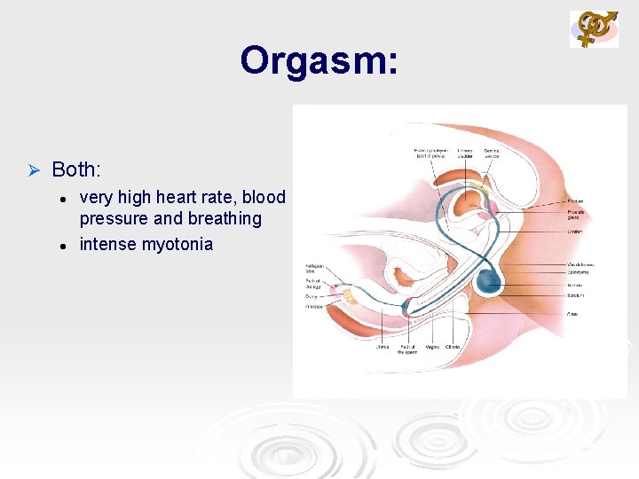 Orgasm: Ø Both: l l very high heart rate, blood pressure and breathing intense