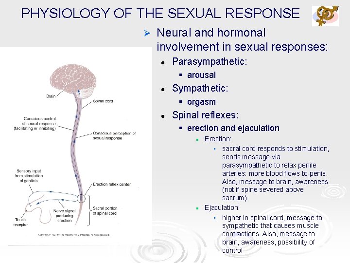 PHYSIOLOGY OF THE SEXUAL RESPONSE Ø Neural and hormonal involvement in sexual responses: l