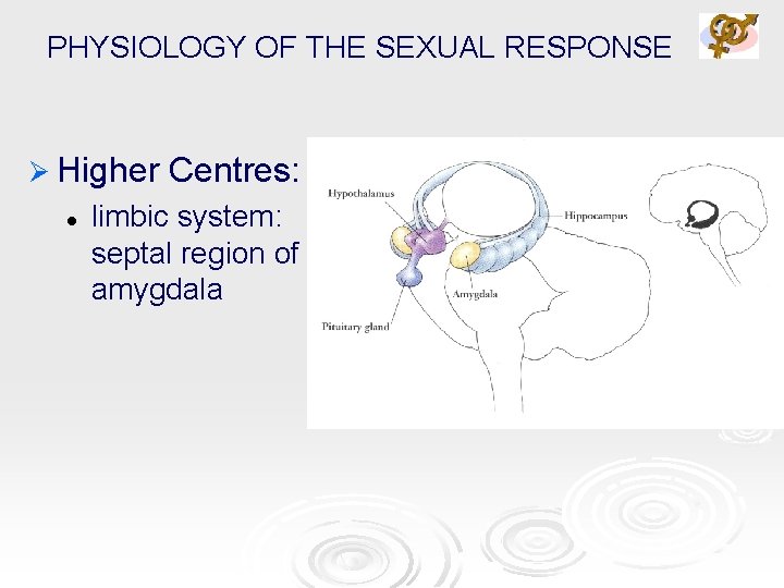 PHYSIOLOGY OF THE SEXUAL RESPONSE Ø Higher l Centres: limbic system: septal region of