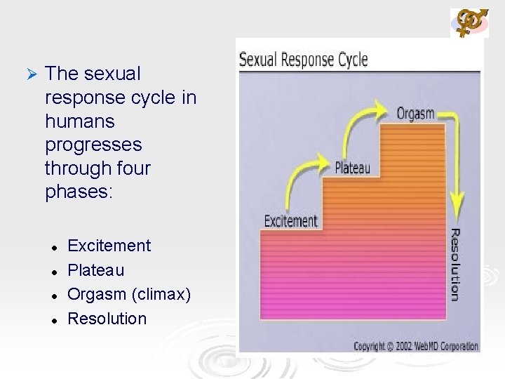Ø The sexual response cycle in humans progresses through four phases: l l Excitement
