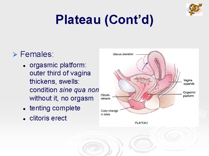 Plateau (Cont’d) Ø Females: l l l orgasmic platform: outer third of vagina thickens,