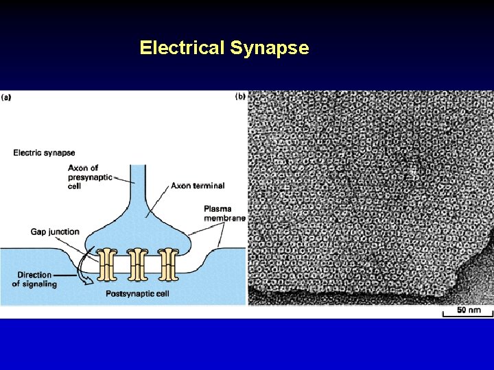 Electrical Synapse 