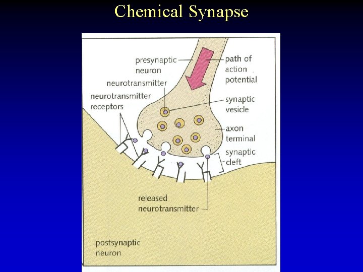 Chemical Synapse 