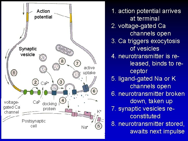 Action potential Synaptic vesicle active uptake Ca 2+ voltagegated Ca channel Ca 2+ docking