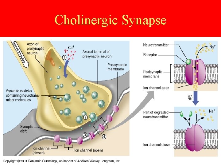 Cholinergic Synapse 