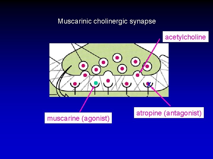 Muscarinic cholinergic synapse acetylcholine X muscarine (agonist) atropine (antagonist) 