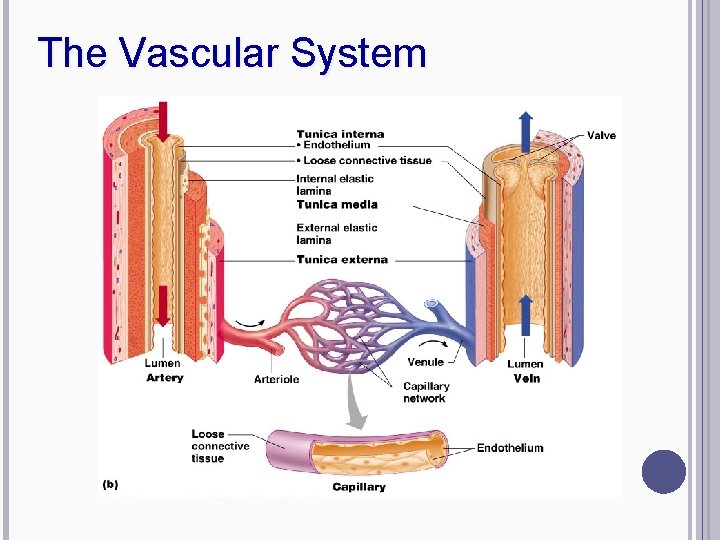The Vascular System 