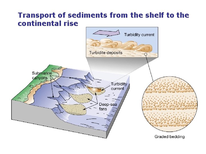 Transport of sediments from the shelf to the continental rise 