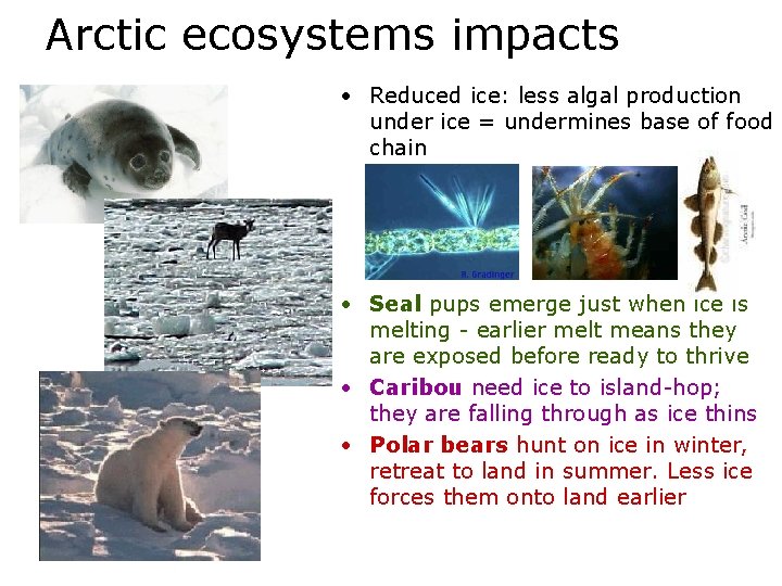 Arctic ecosystems impacts • Reduced ice: less algal production under ice = undermines base
