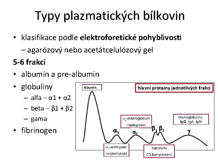 Typy plazmatických bílkovin • klasifikace podle elektroforetické pohyblivosti – agarózový nebo acetátcelulózový gel 5
