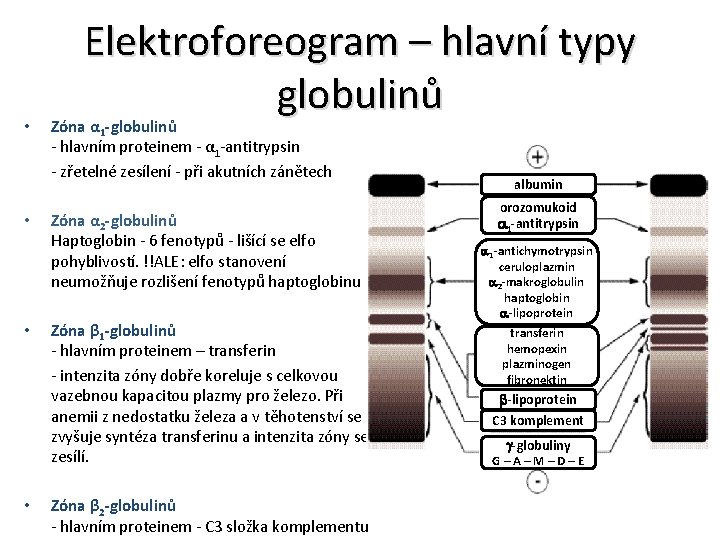  • • Elektroforeogram – hlavní typy globulinů Zóna α 1 -globulinů - hlavním