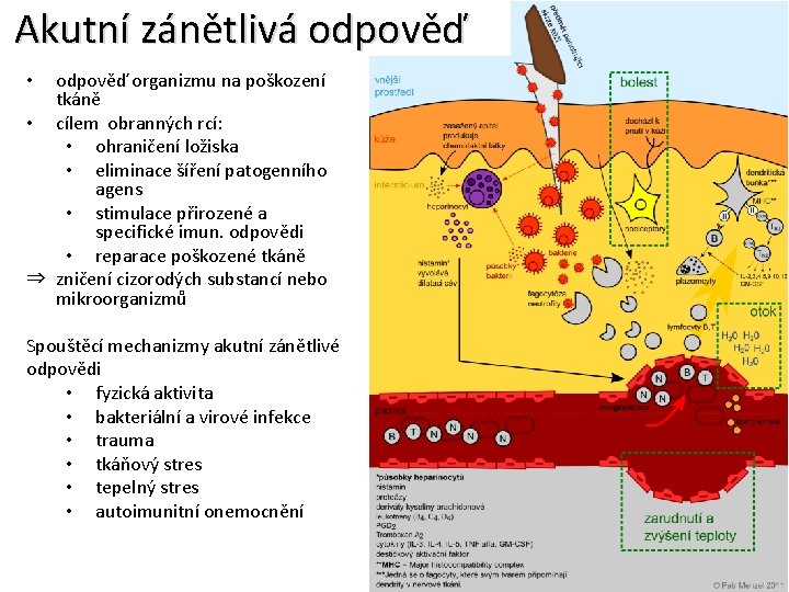 Akutní zánětlivá odpověď organizmu na poškození tkáně • cílem obranných rcí: • ohraničení ložiska