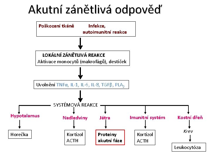 Akutní zánětlivá odpověď Poškození tkáně Infekce, autoimunitní reakce LOKÁLNÍ ZÁNĚTLIVÁ REAKCE Aktivace monocytů (makrofágů),