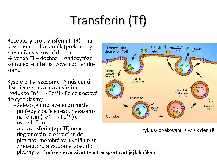 Transferin (Tf) Receptory pro transferin (Tf. R) – na povrchu mnoha buněk (prekurzory krevní