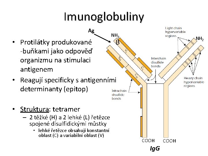 Imunoglobuliny Ag NH 2 • Protilátky produkované B -buňkami jako odpověď organizmu na stimulaci