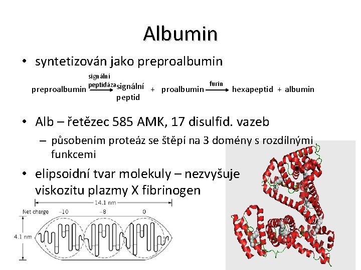 Albumin • syntetizován jako preproalbumin signální peptidázasignální peptid + proalbumin furin hexapeptid + albumin