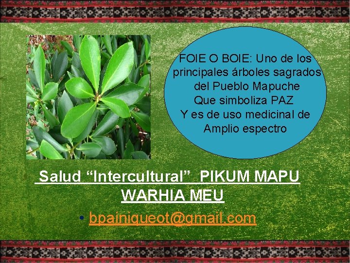 FOIE O BOIE: Uno de los principales árboles sagrados del Pueblo Mapuche Que simboliza