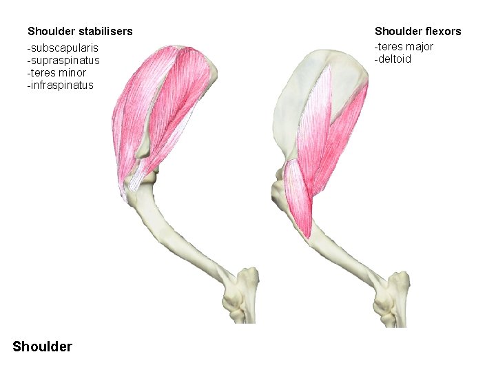 Shoulder stabilisers -subscapularis -supraspinatus -teres minor -infraspinatus Shoulder flexors -teres major -deltoid 