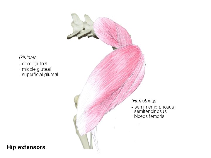 Gluteals - deep gluteal - middle gluteal - superficial gluteal ‘Hamstrings’ - semimembranosus -