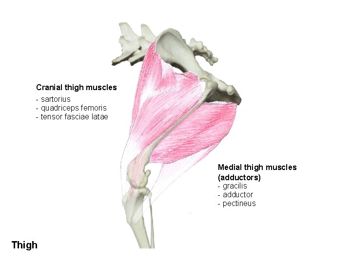 Cranial thigh muscles - sartorius - quadriceps femoris - tensor fasciae latae Medial thigh