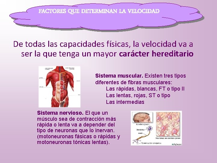 FACTORES QUE DETERMINAN LA VELOCIDAD De todas las capacidades físicas, la velocidad va a