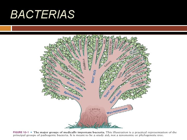 BACTERIAS 