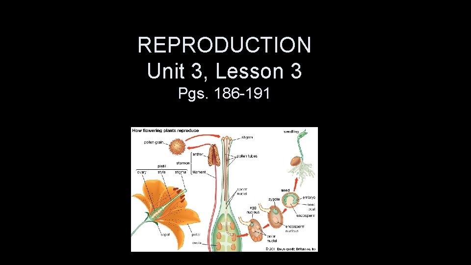 REPRODUCTION Unit 3, Lesson 3 Pgs. 186 -191 