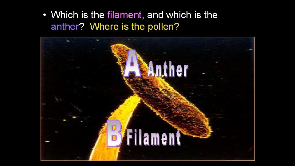  • Which is the filament, and which is the anther? Where is the