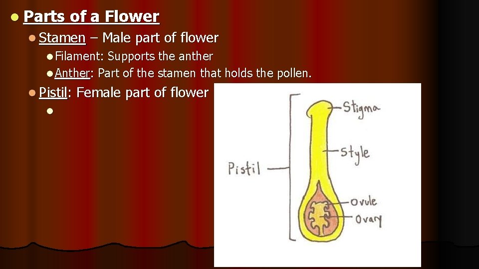 l Parts of a Flower l Stamen – Male part of flower l Filament: