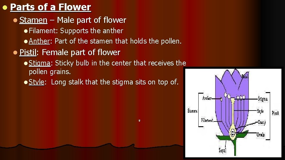 l Parts of a Flower l Stamen – Male part of flower l Filament: