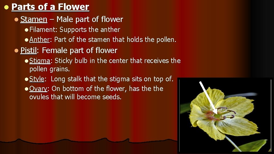 l Parts of a Flower l Stamen – Male part of flower l Filament: