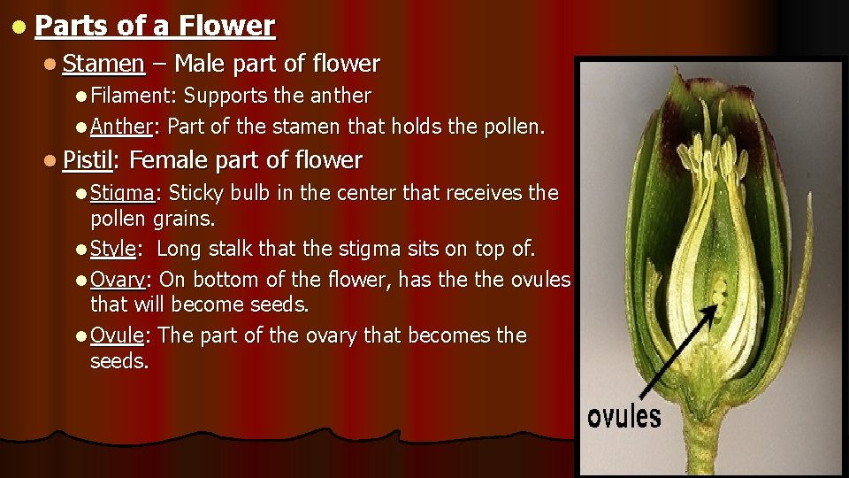 l Parts of a Flower l Stamen – Male part of flower l Filament: