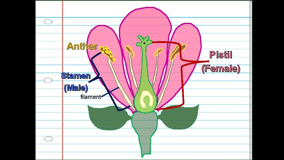 Anther Stamen (Male) filament Pistil (Female) 