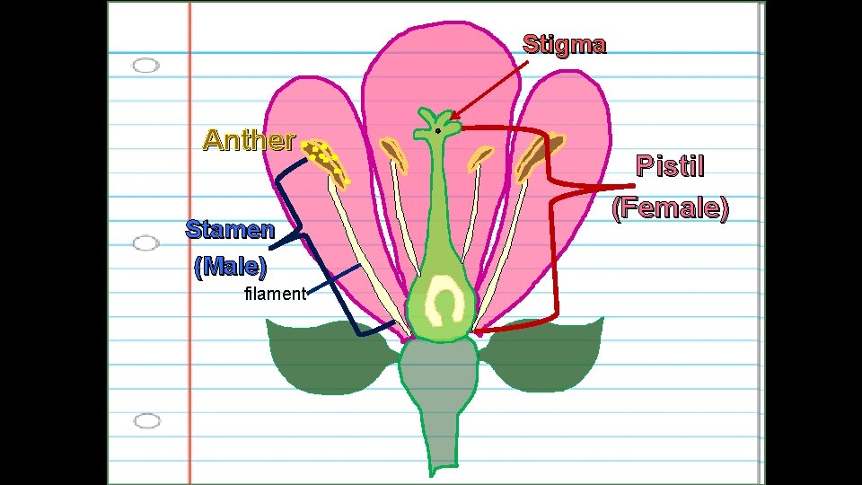 Stigma Anther Stamen (Male) filament Pistil (Female) 