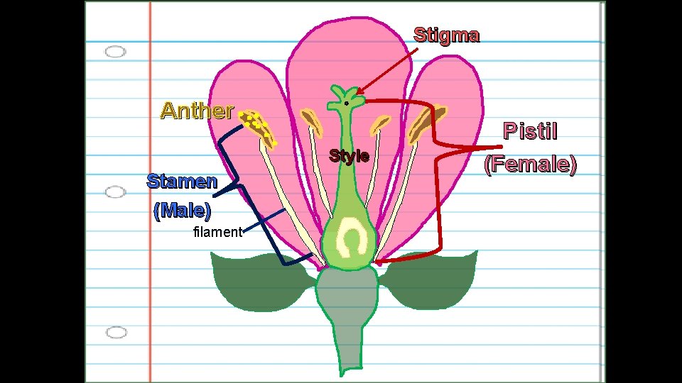 Stigma Anther Style Stamen (Male) filament Pistil (Female) 