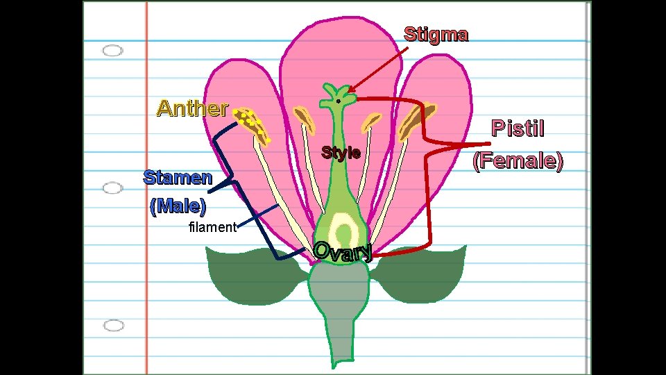 Stigma Anther Style Stamen (Male) filament Pistil (Female) 