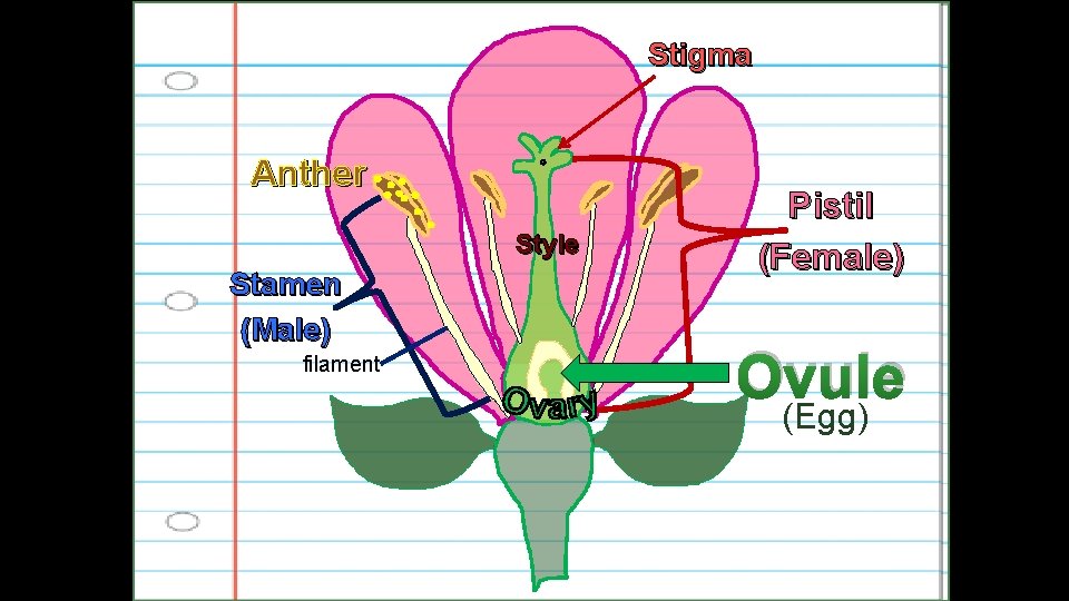 Stigma Anther Style Stamen (Male) filament Pistil (Female) Ovule (Egg) 