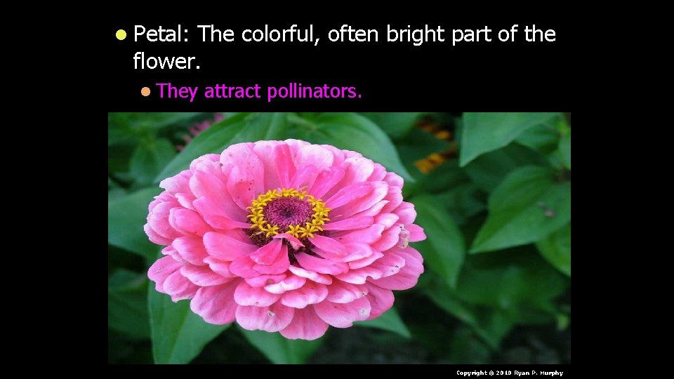 l Petal: The colorful, often bright part of the flower. l They attract pollinators.