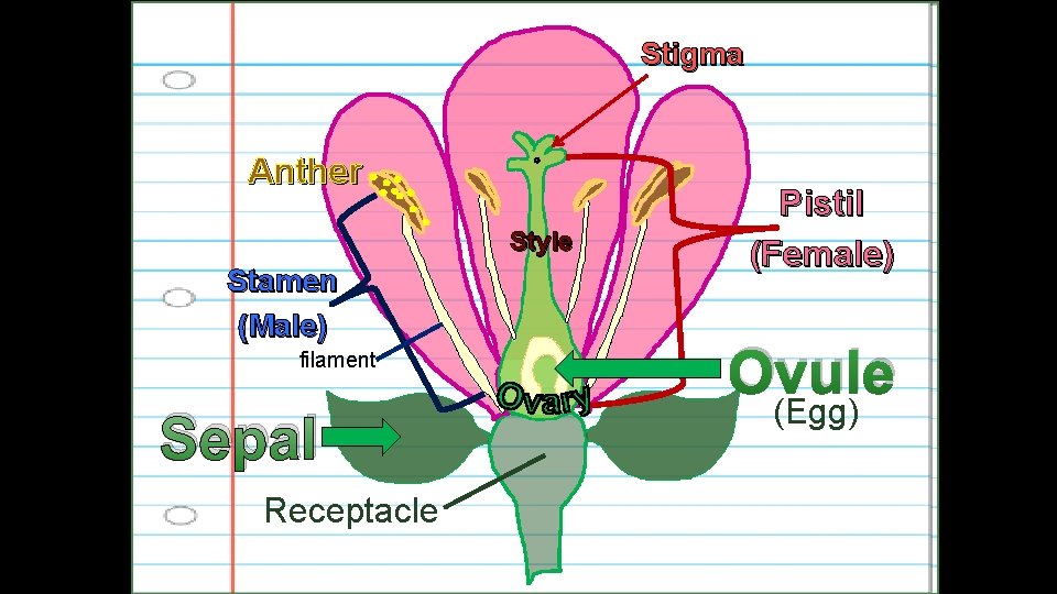 Stigma Anther Style Stamen (Male) filament Sepal Receptacle Pistil (Female) Ovule (Egg) 