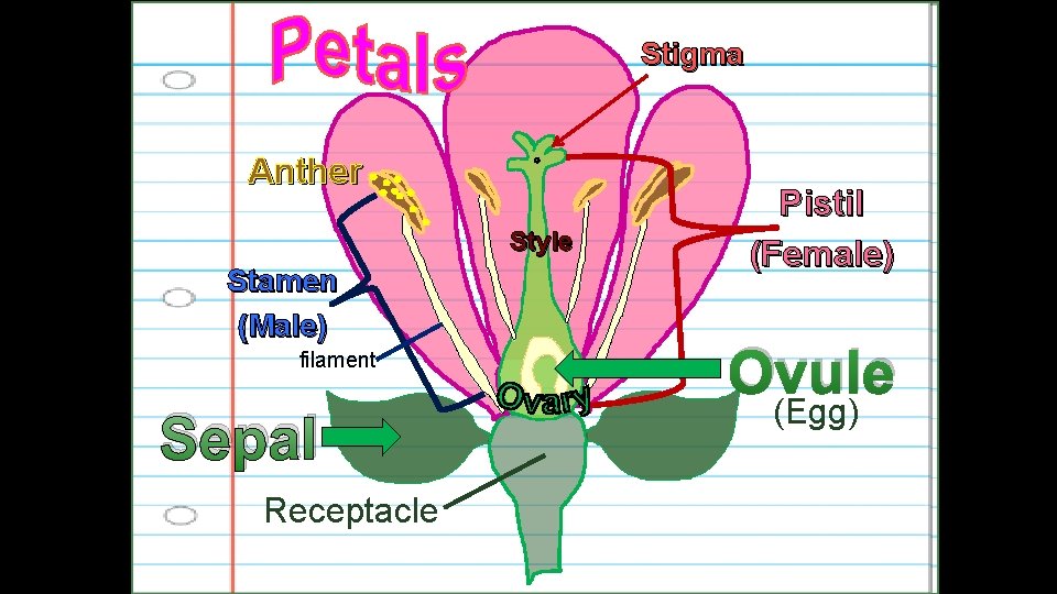 Stigma Anther Style Stamen (Male) filament Sepal Receptacle Pistil (Female) Ovule (Egg) 
