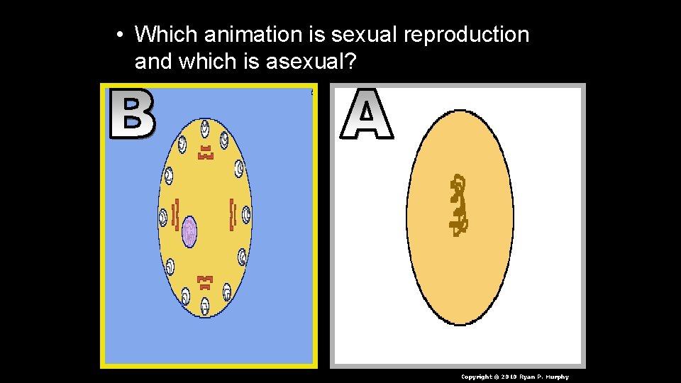  • Which animation is sexual reproduction and which is asexual? Copyright © 2010