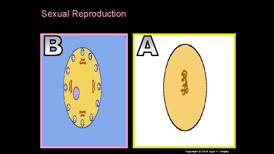 Sexual Reproduction Copyright © 2010 Ryan P. Murphy 